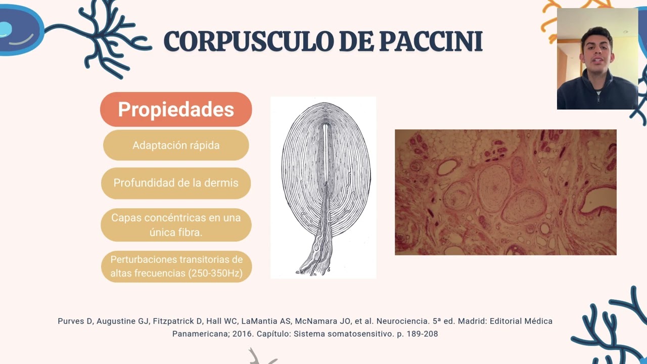 VÍA SOMATOSENSITIVA