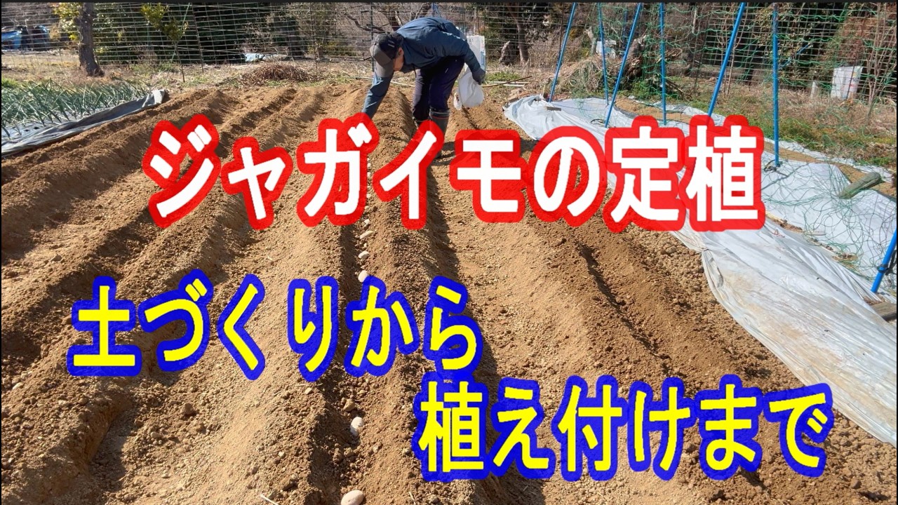 【ジャガイモ】を【定植】しました。