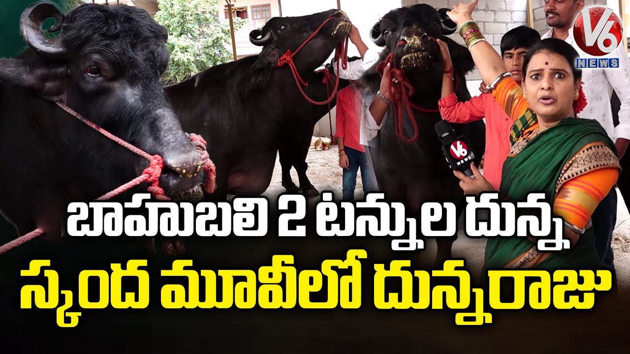 Bahubali Buffalo Weighted 2 Tons, Acted In Skanda Movie | Sadar Celebration | V6 News