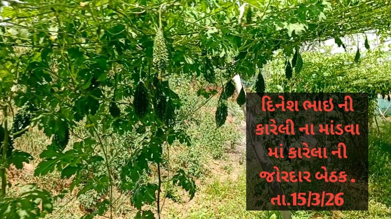 કારેલી નો મંડપ કેવીરીતે તૈયાર કરવો|karela ki kheti kaise kare|करेला की खेती कैसे करें|करेला की खेती 