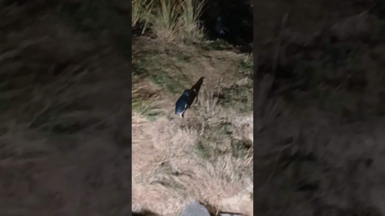 Little Blue Penguins in Dunedin #shorts #penguins #blue_penguins