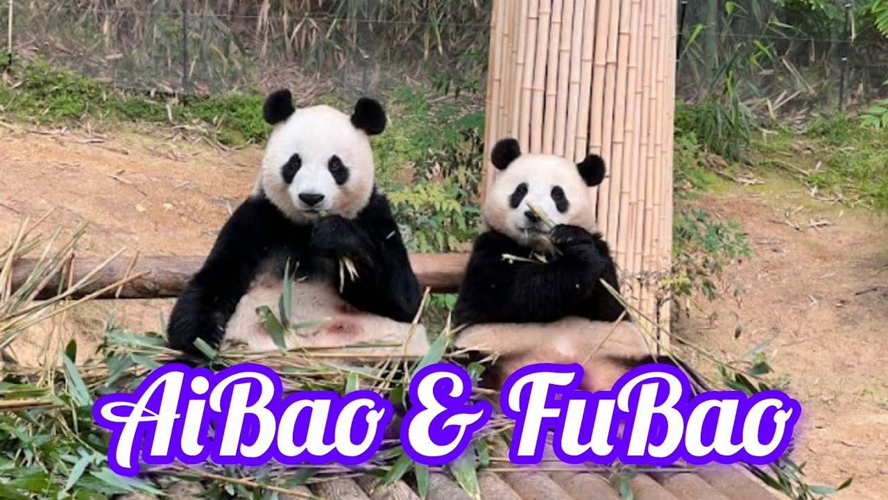 Gấu trúc Fubao và mẹ Aibao #panda #fubao #aibao #youtube