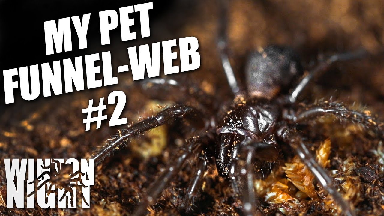 My Pet Funnel-Web - Update #2