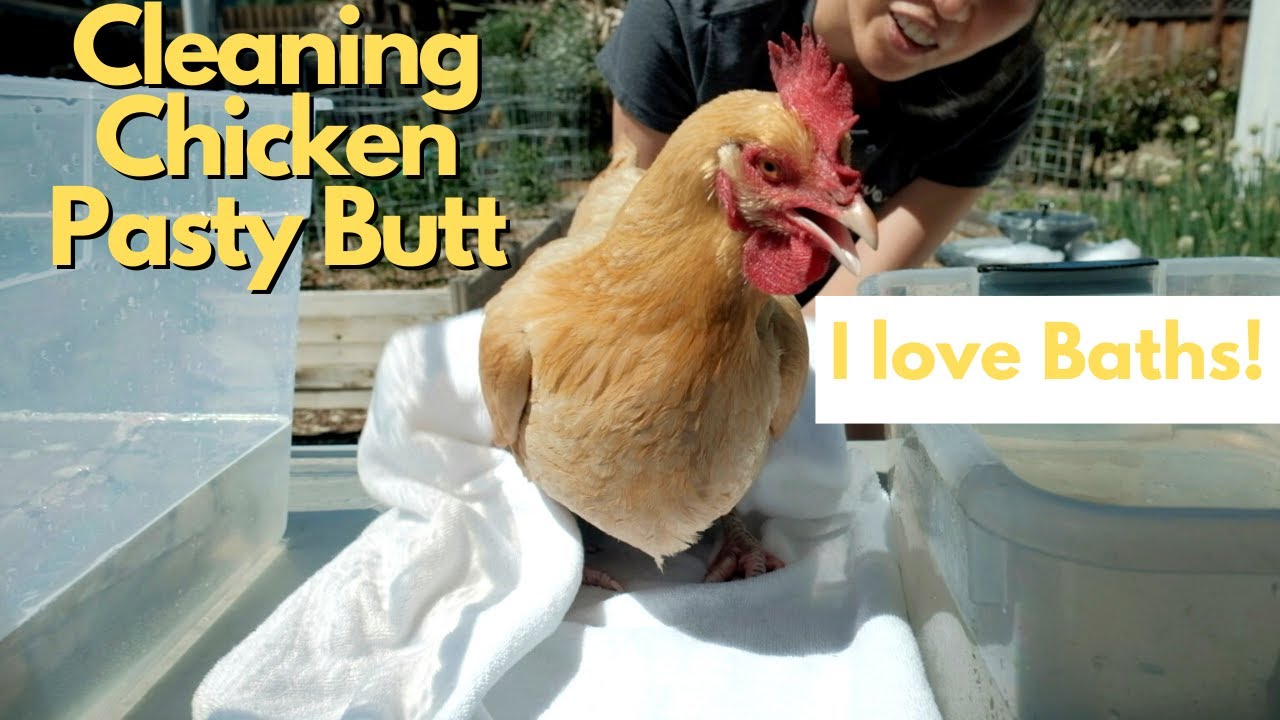 Backyard Chickens Love Baths! || How to Easily Clean/Treat Chicken Pasty/Poopy Butt!