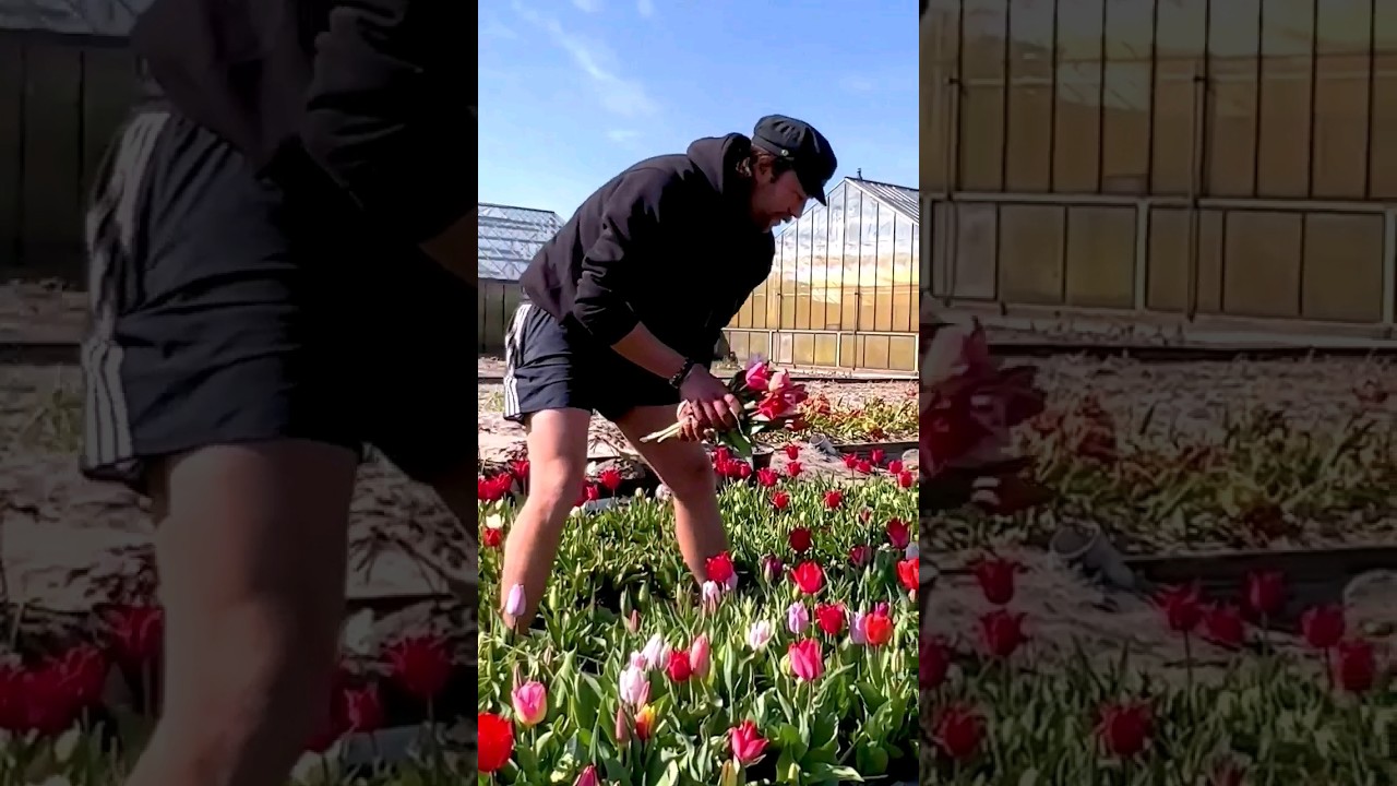 Do THIS When You Visit the Tulip Fields in The Netherlands!