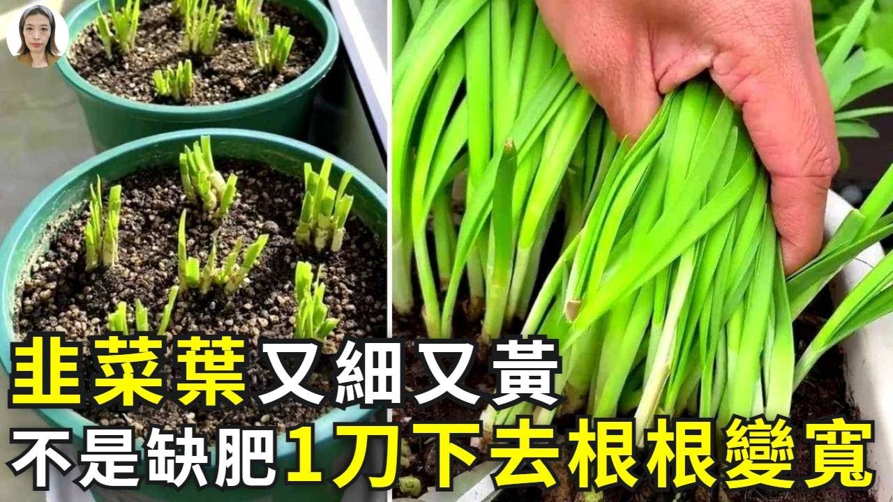 韭菜越長越黃還細，不是缺肥，1刀下去，根根變得寬又肥|Chinese chives|花花世界