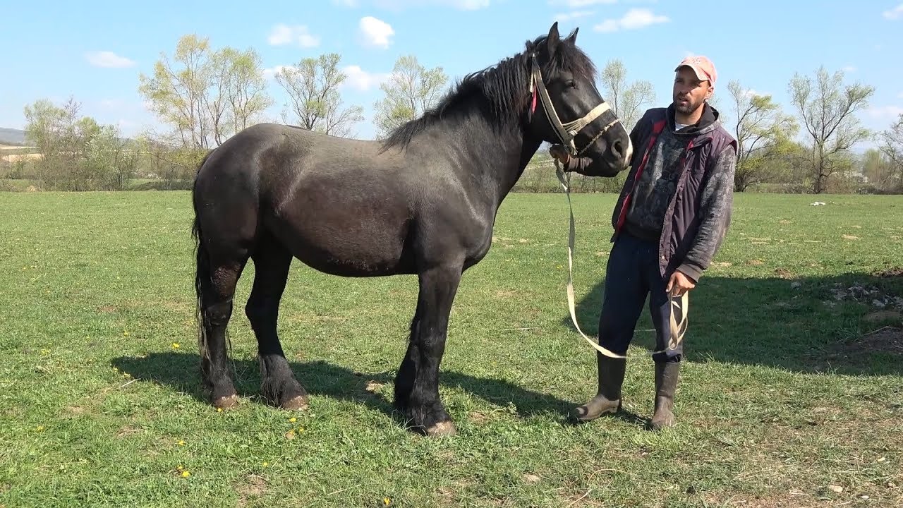 Caii lui Vasile de la Targu Lapus, Maramures - 2019