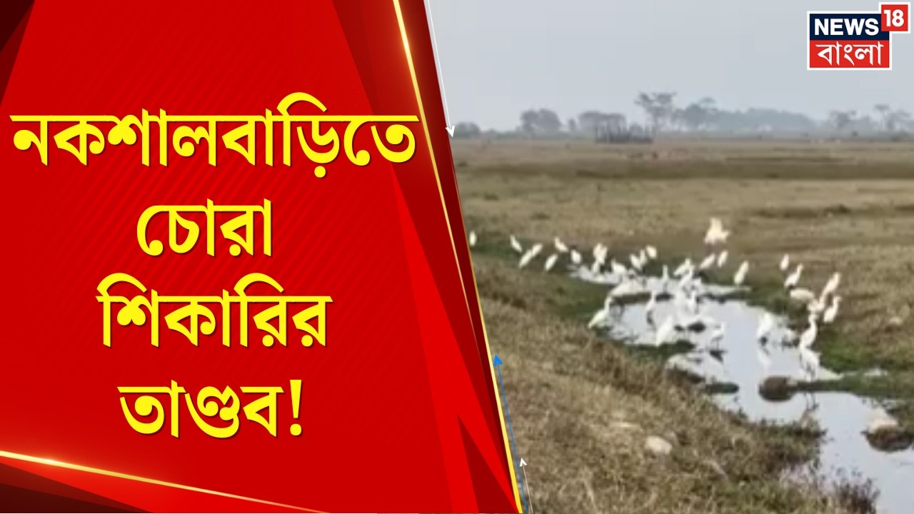 Bird Poaching News |  নকশালবাড়িতে চোরা শিকারির তাণ্ডব! নেপাল-বিহারের যোগের অভিযোগ | Bangla News
