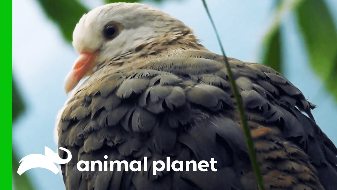 The Bronx Zoo's Pink Pigeon Conservation Program | The Zoo