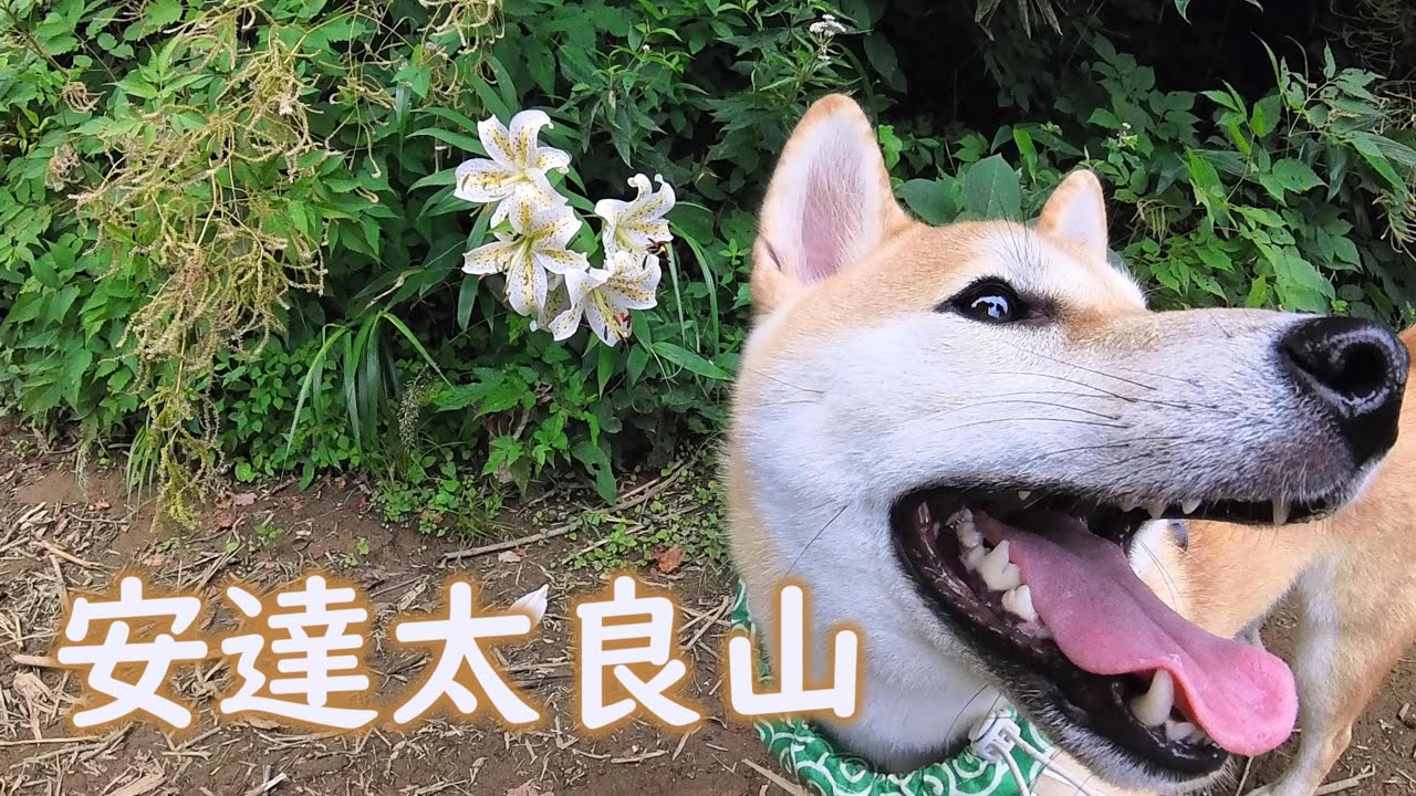 【犬連れ登山】柴犬はっさく 日本百名山7座目【安達太良山】