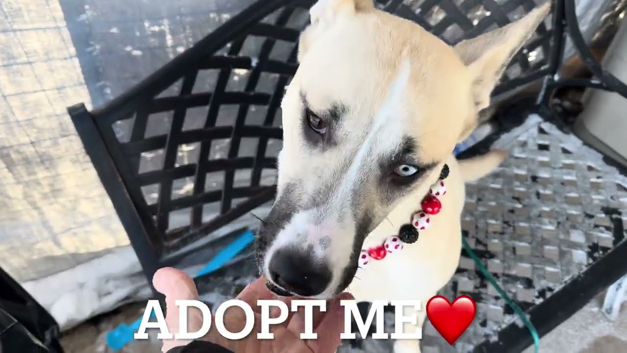 FREYA 245585/STEALING HEARTS/ADOPTABLE DOG/NYCACC/SIACC