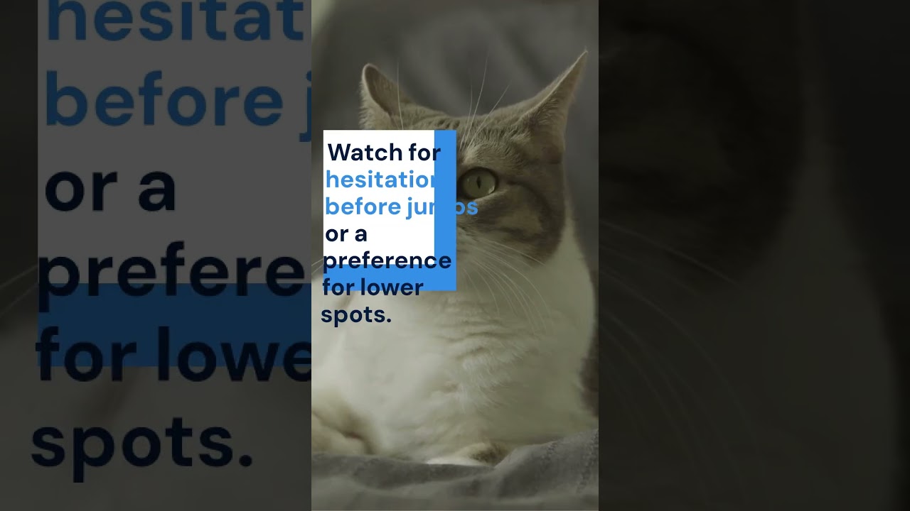 Cat Avoiding Jumping & Climbing 🧗‍♀️  Silent Health Clue 