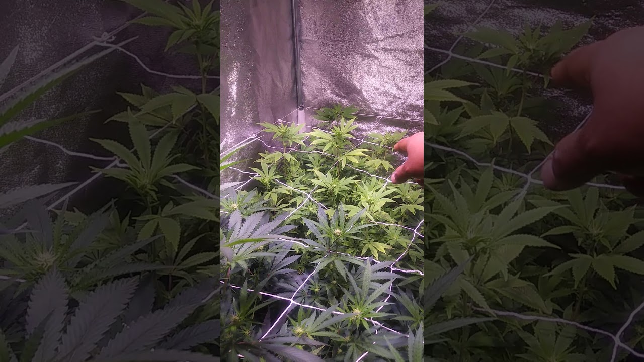 Week 3 hulk berry jack herer 🍍 express