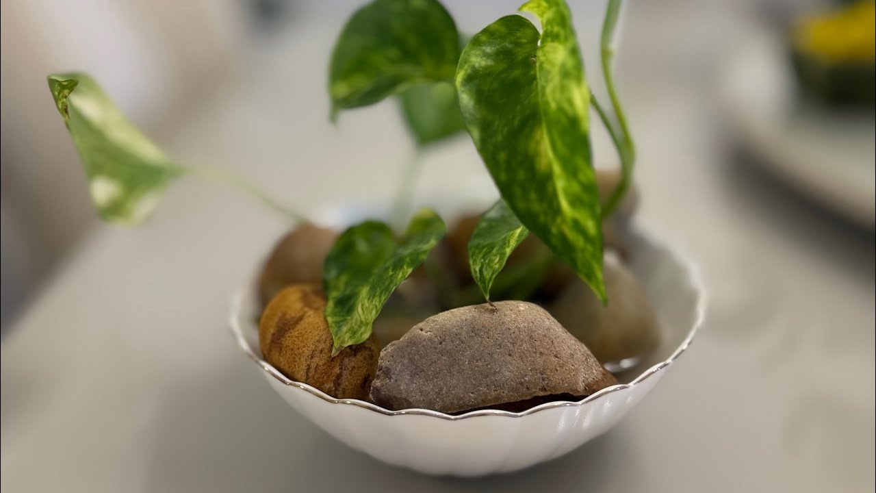 Como você pode ser criativo cultivando plantas na água 