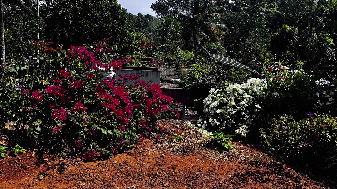 വീട്ടിലെ പൂന്തോട്ടം കണ്ടാലോ ellam കൂടിയ ചെടികൾ 🤷‍♀️🤷‍♀️🤷‍♀️🤷‍♀️#vlog #dailyvlog #home 