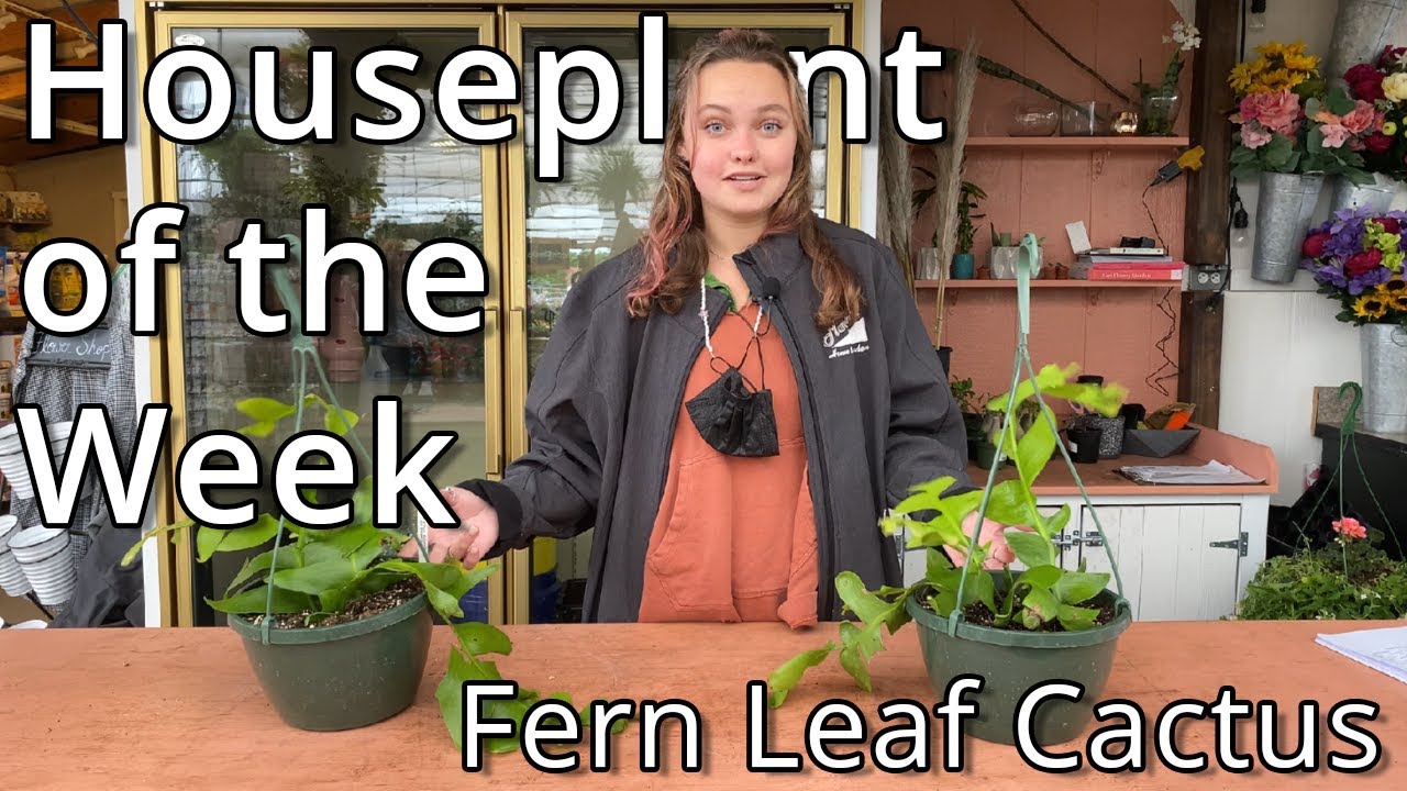 Fern Leaf Cactus - Houseplant of the Week