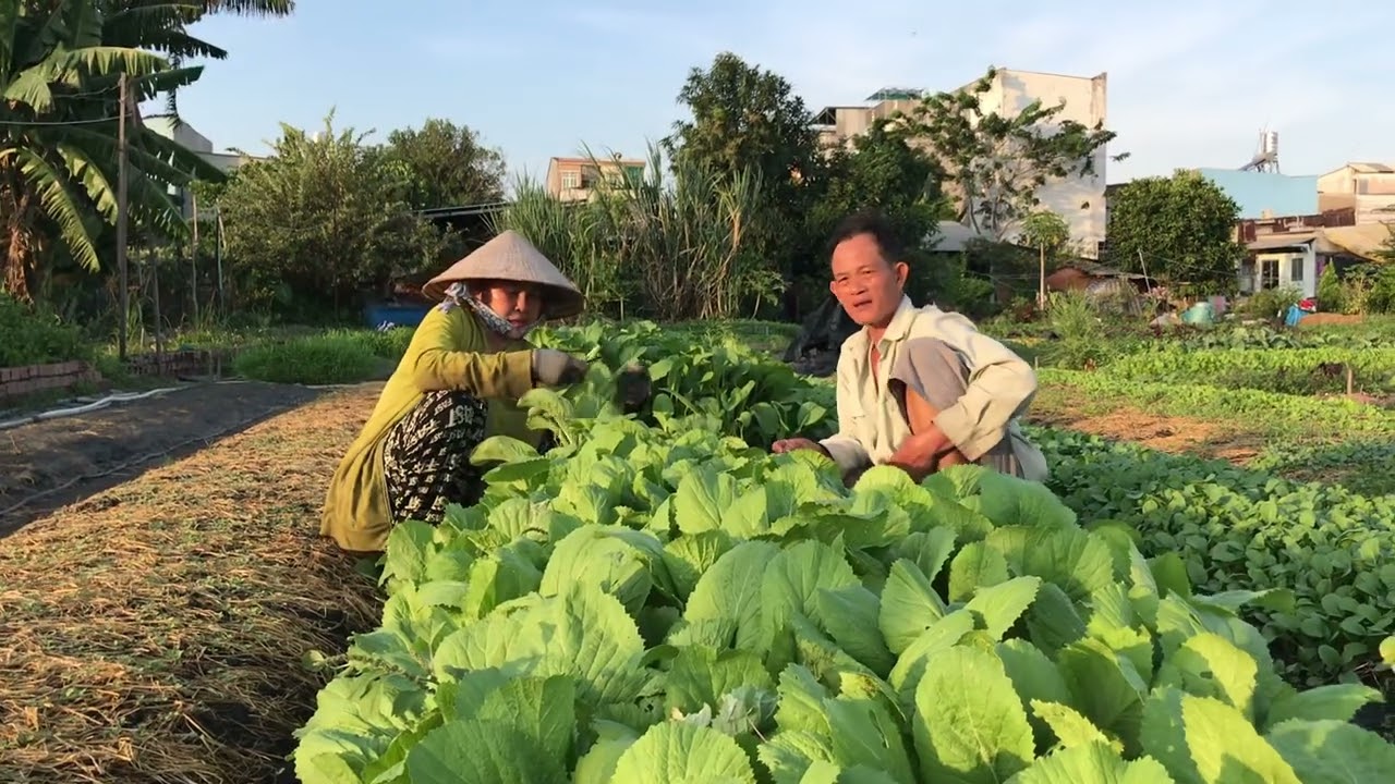 LỜI CHIA SẺ 25 NGÀY MỚI THU HOẠCH CẢI BẠY XANH TƯƠI KHÔNG THUỐC