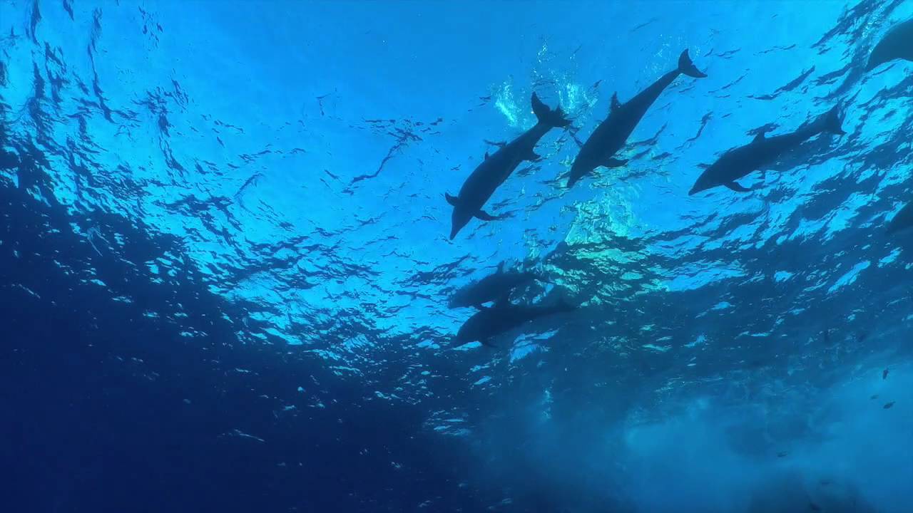 Mexico 2016 - Soccoro Nautilus Belle Amie