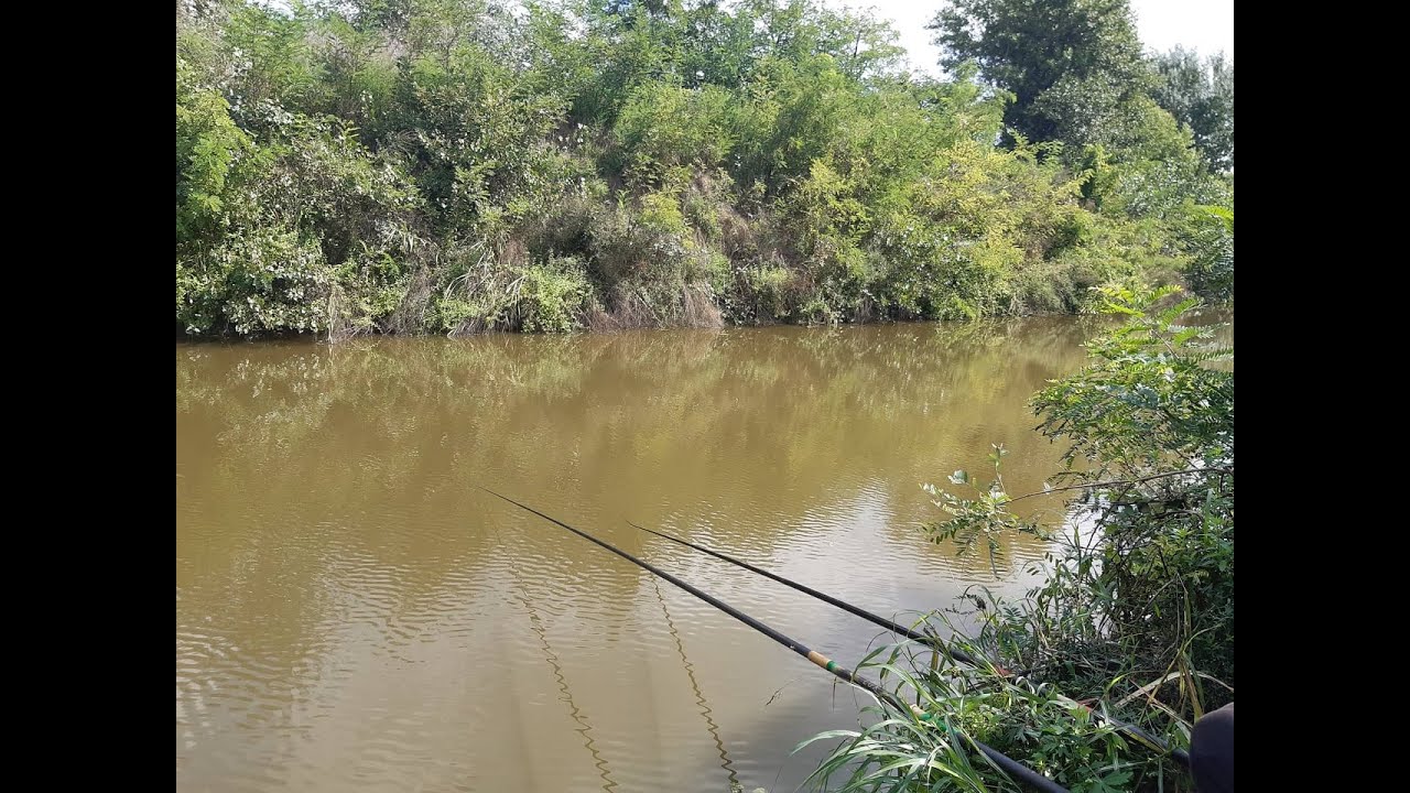 Pecanje Šarana i Babuške na kanalu,lom,kidanje haos!Fishing on the channel, breakage, tearing chaos!
