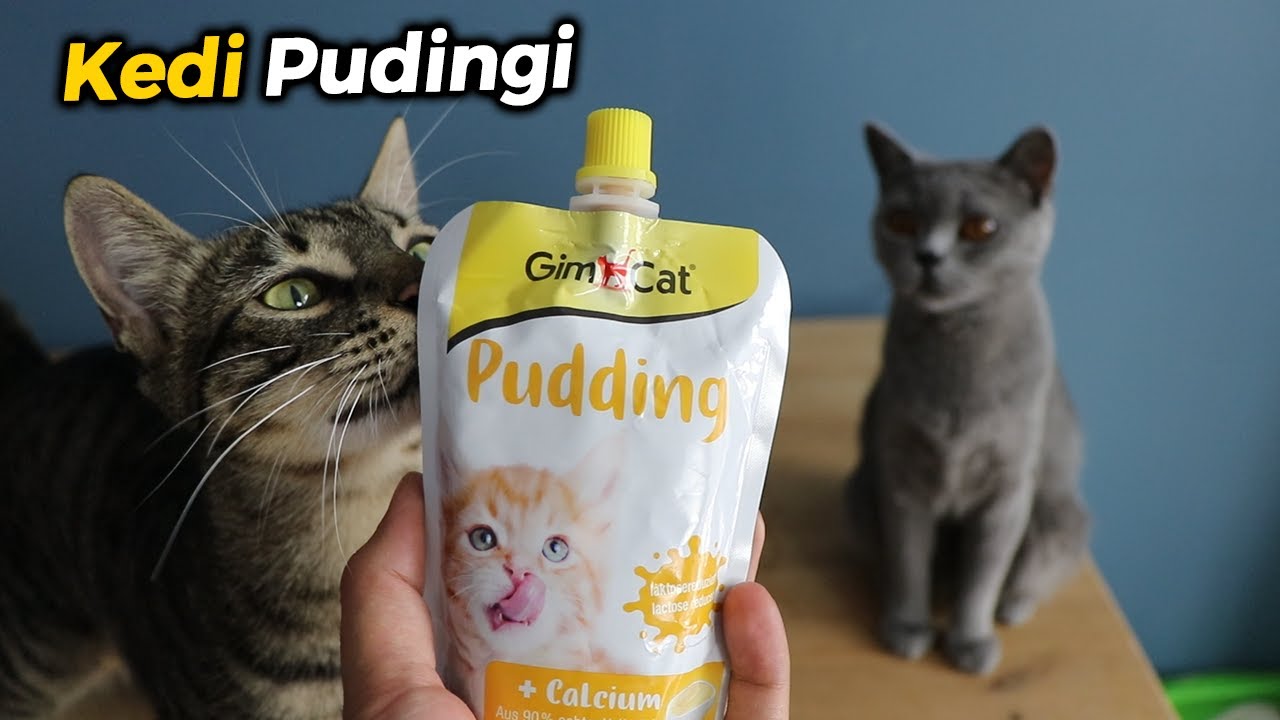 KEDİLERİME PUDİNG YEDİRDİM 😸 (Gimcat Pudding Kedi Pudingi - Ödül Maması)