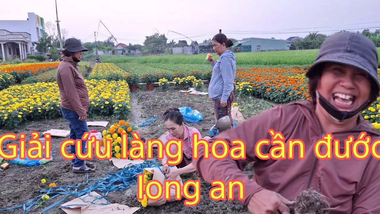 Giải cứu vườn hoa vạn thọ cần đước 