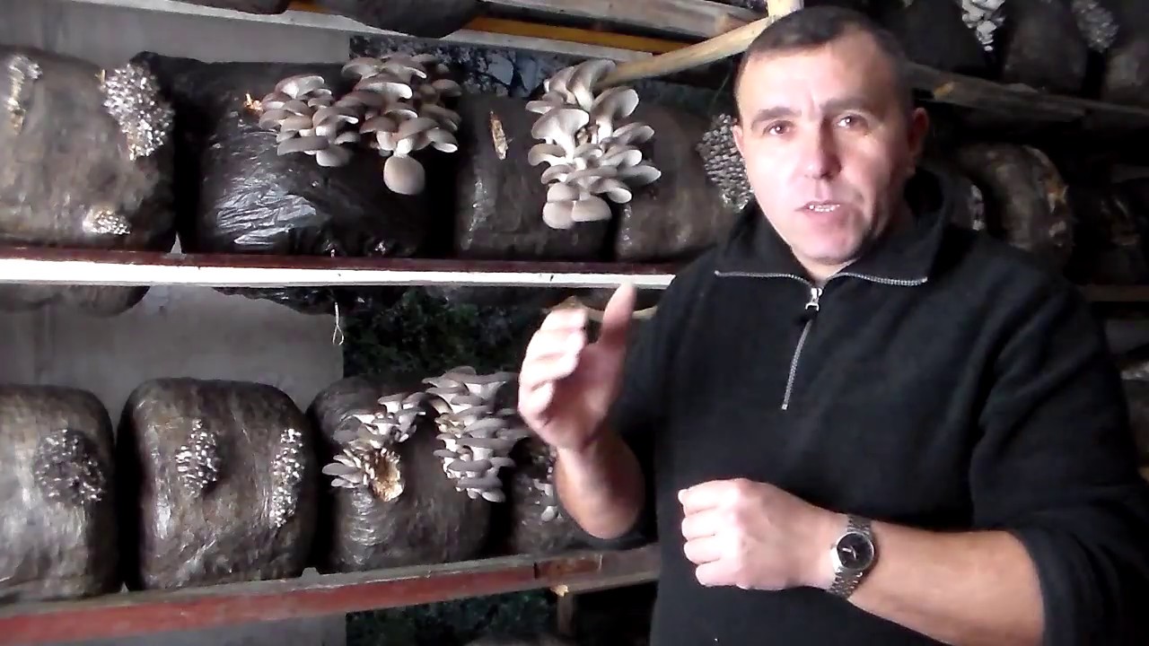 Штаммы для начинающих-это нужно знать.