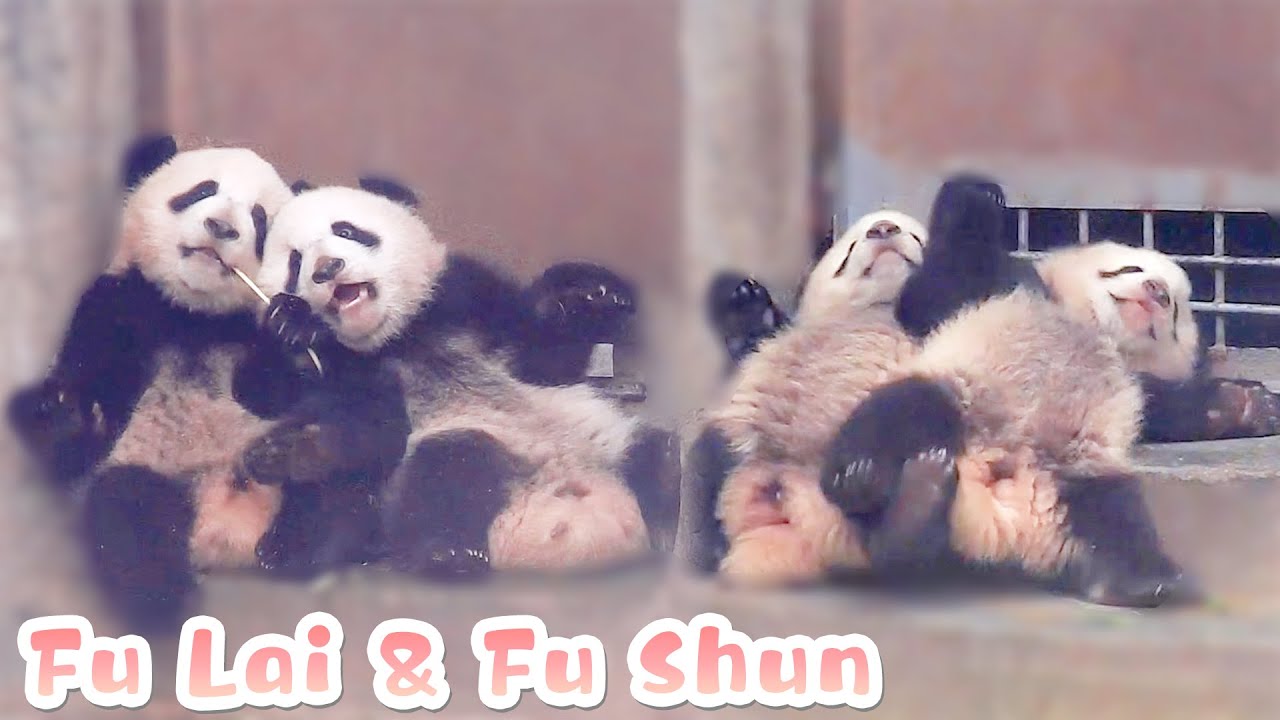 This Is The Happy Childhood Of Panda Siblings | iPanda