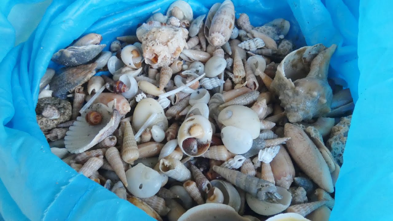 This beach is COVERED in shells!