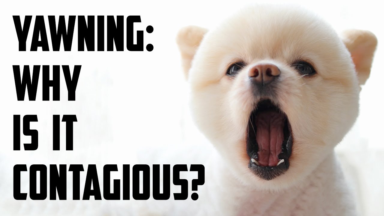 Why Do We Yawn & Why is it Contagious? Reality of Unseen Energy Attack | Sufi Meditation Center
