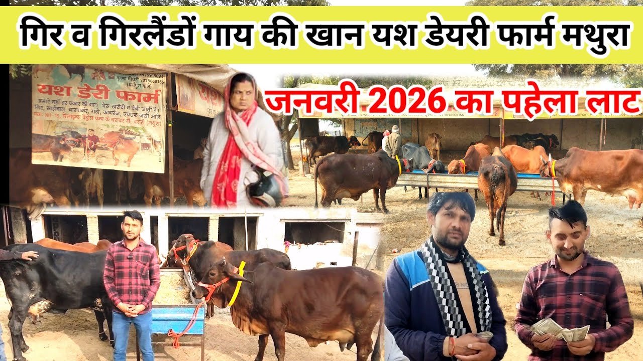 Yash dairy farm mathura | साहिवाल राठी थारपारकर गाय बिक्री के लिए नया लाट उपलब्ध #dairyfarm 