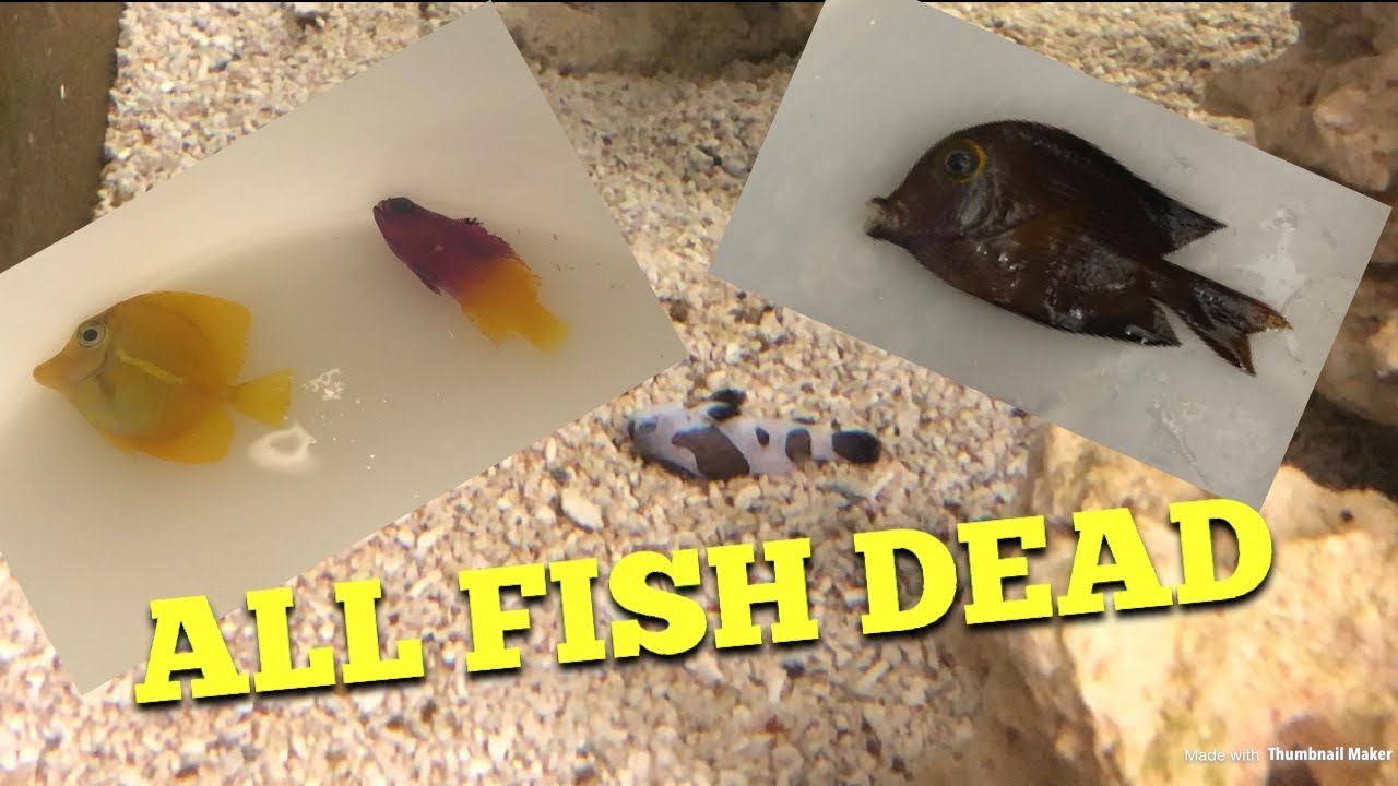 Update All Fish Dead..