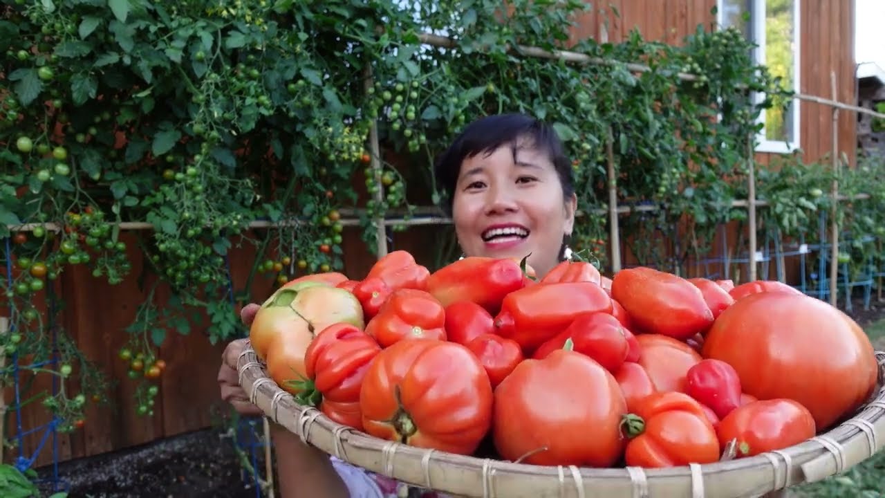 THU HOẠCH CÀ CHUA KHỔNG LỒ,CÀ CHUA SỐT, TRÁI GÌ MÀ MÊ QUÁ CHỪNG LUÔN