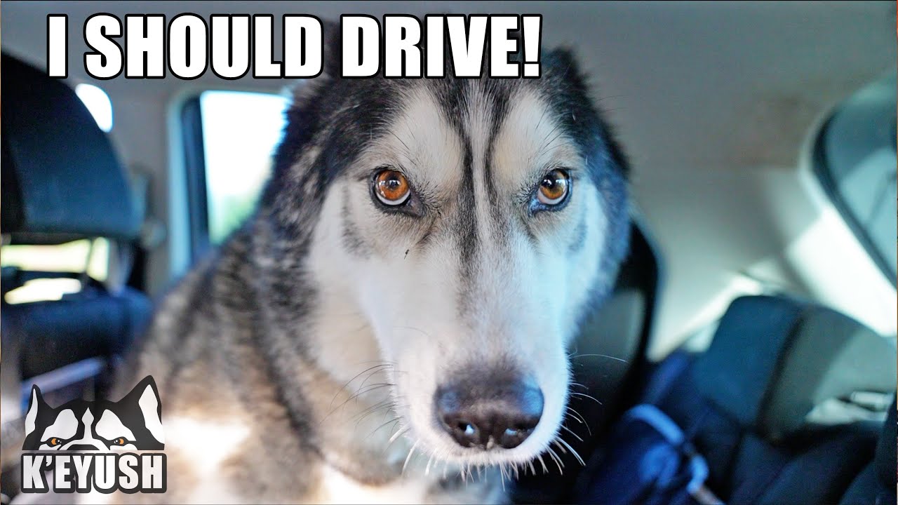 Husky BEEPS Horn Trying to Drive the CAR!