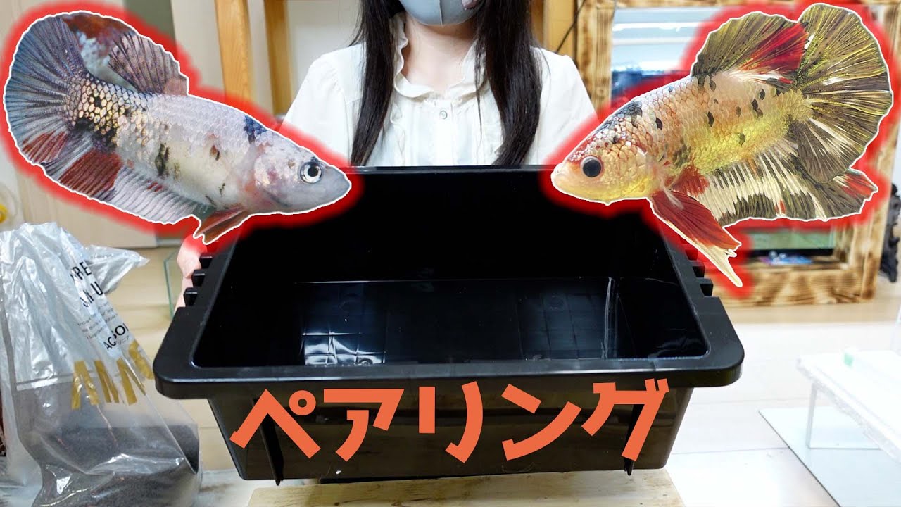 ベタを黒い容器でブリードしてみた結果・・！！