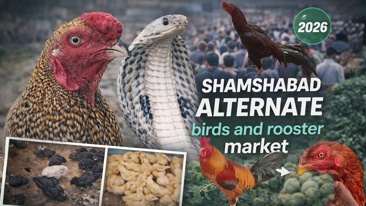 Shamshabad Alternate birds and rooster market #birdsmarket #birds