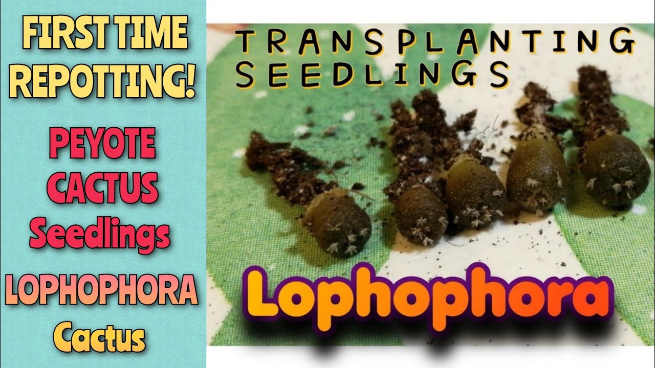 Repotting Lophophora Cactus Seedlings | Transplanting/Repotting seedlings for the First time