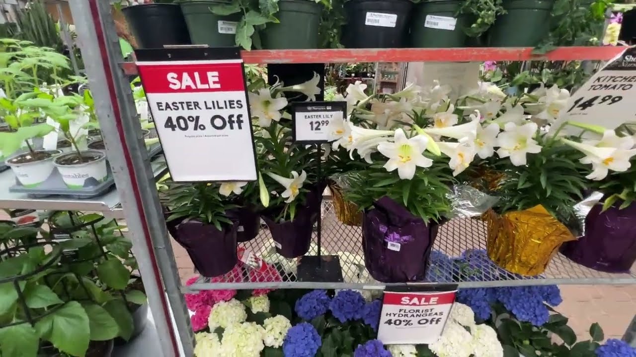 4月Sheridan - 室内植物 - 看见几种新鲜上架的：广玉兰、含笑、茶花