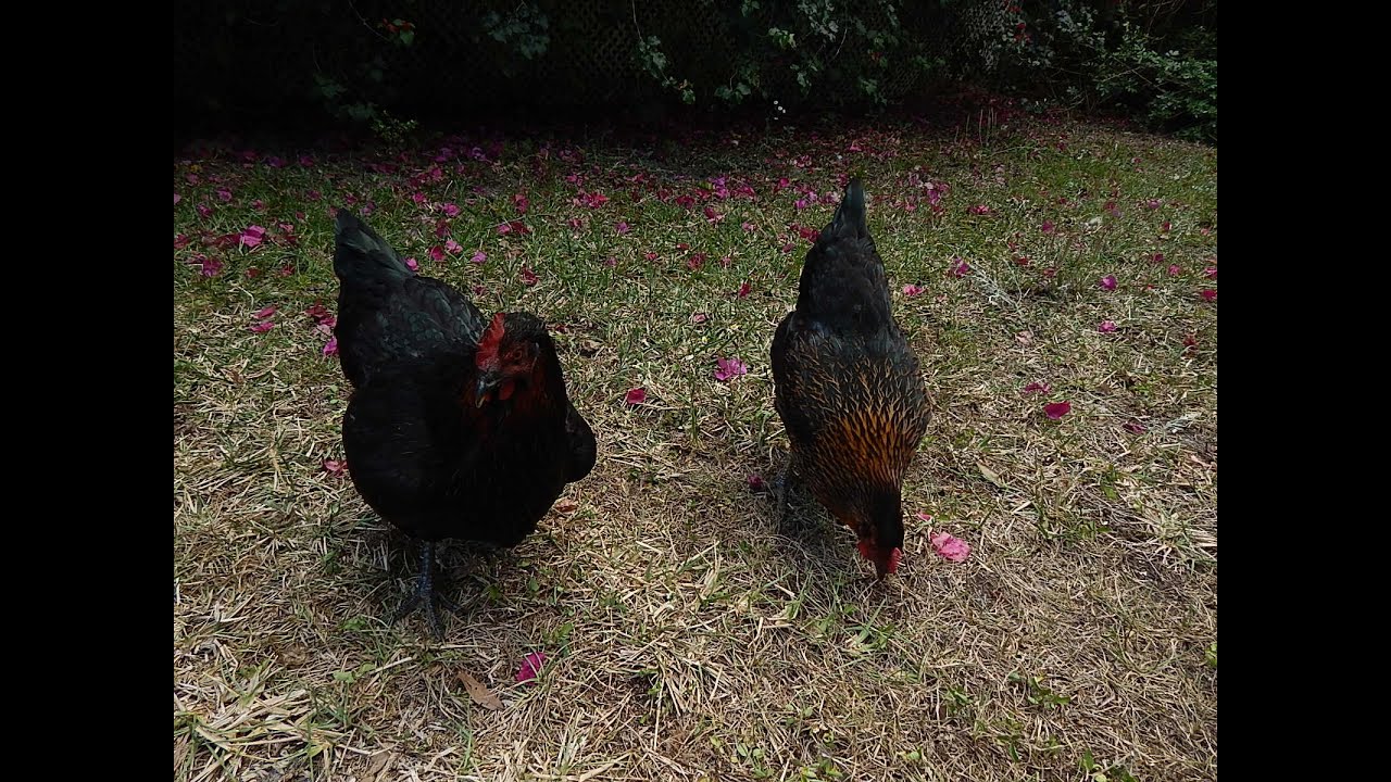 Black Sex Link Hens for backyard flocks eggs and pets