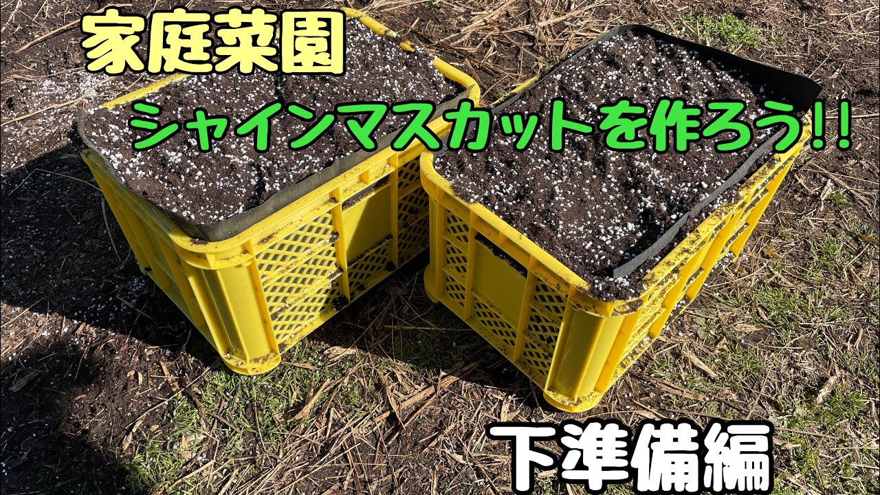 【家庭菜園 】シャインマスカットを作ろう!!コンテナでぶどう栽培～下準備編～
