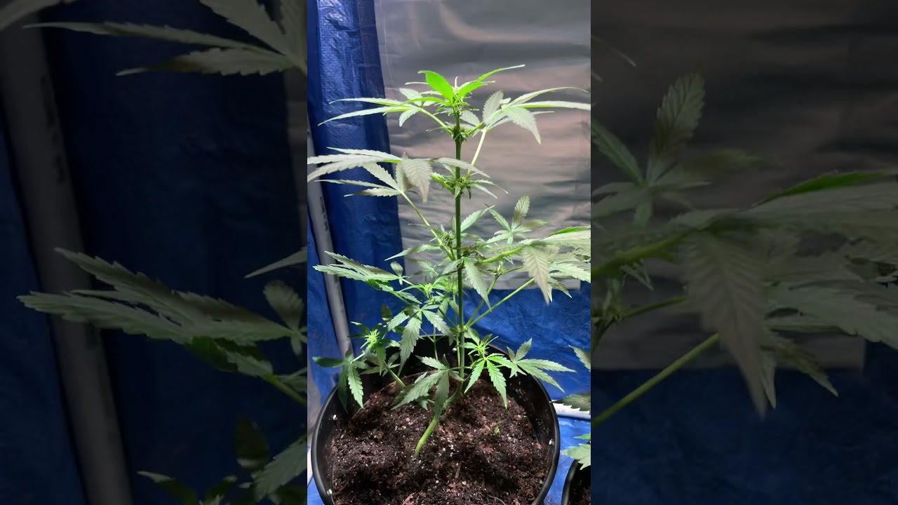 Blue Dream in Flower! Week 3. @purocannabiss