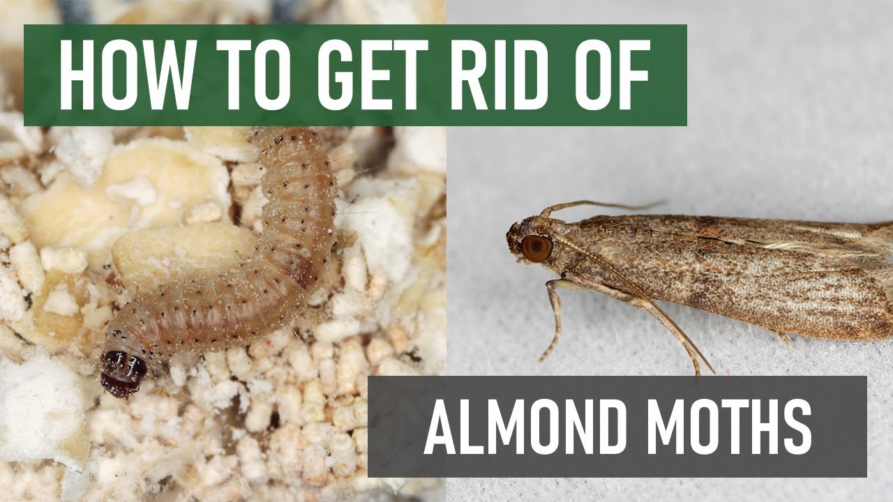 How to Get Rid of Almond Moths [And Other Pantry Moth Species!]