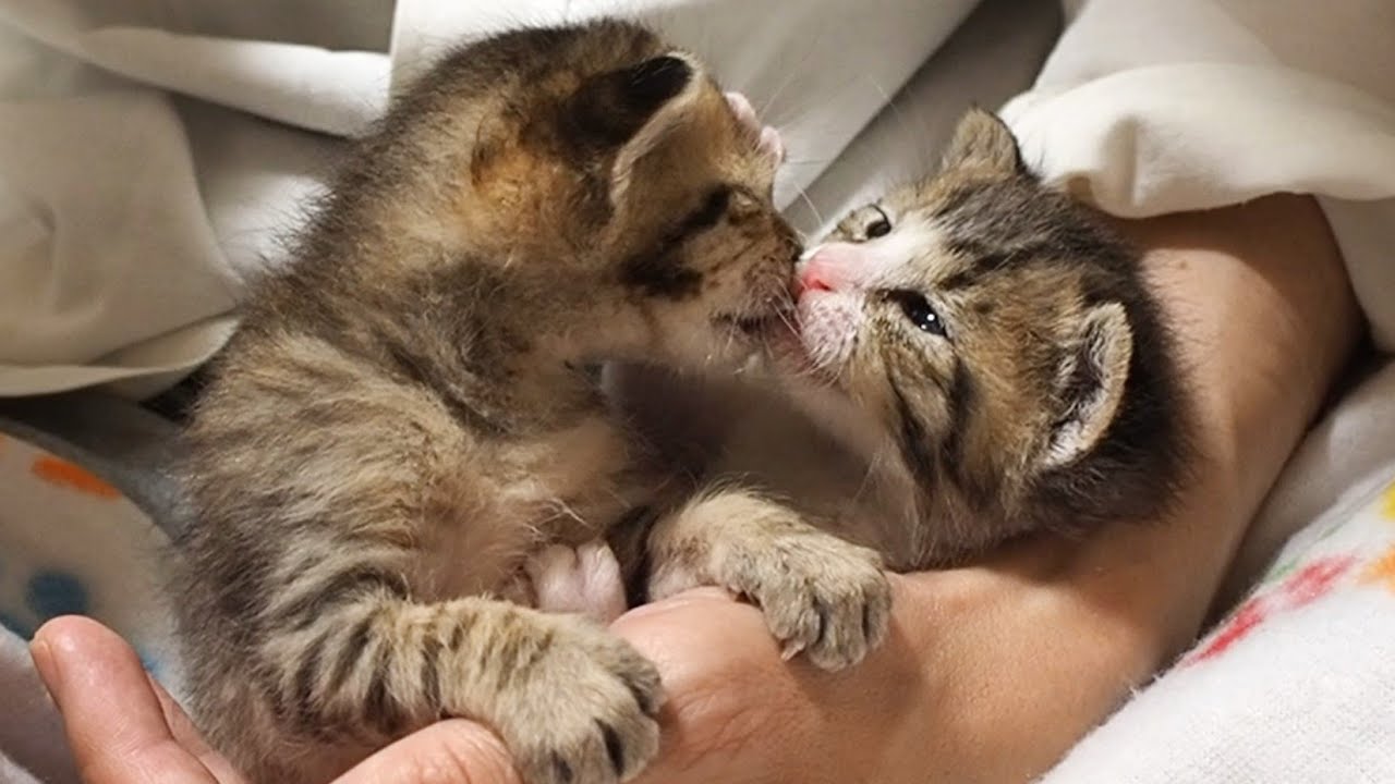 Котята играют на руках хозяина