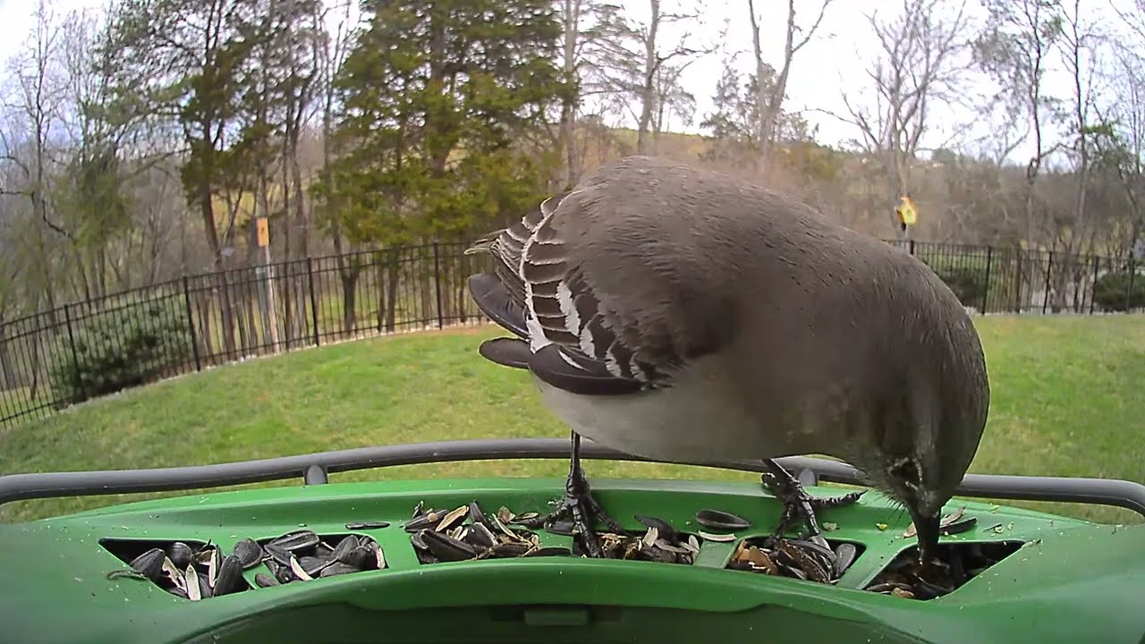 Attempted Birder Live Stream
