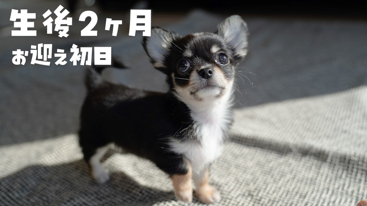 生後2ヶ月子犬お迎え初日甘えんぼチワワのメロンです