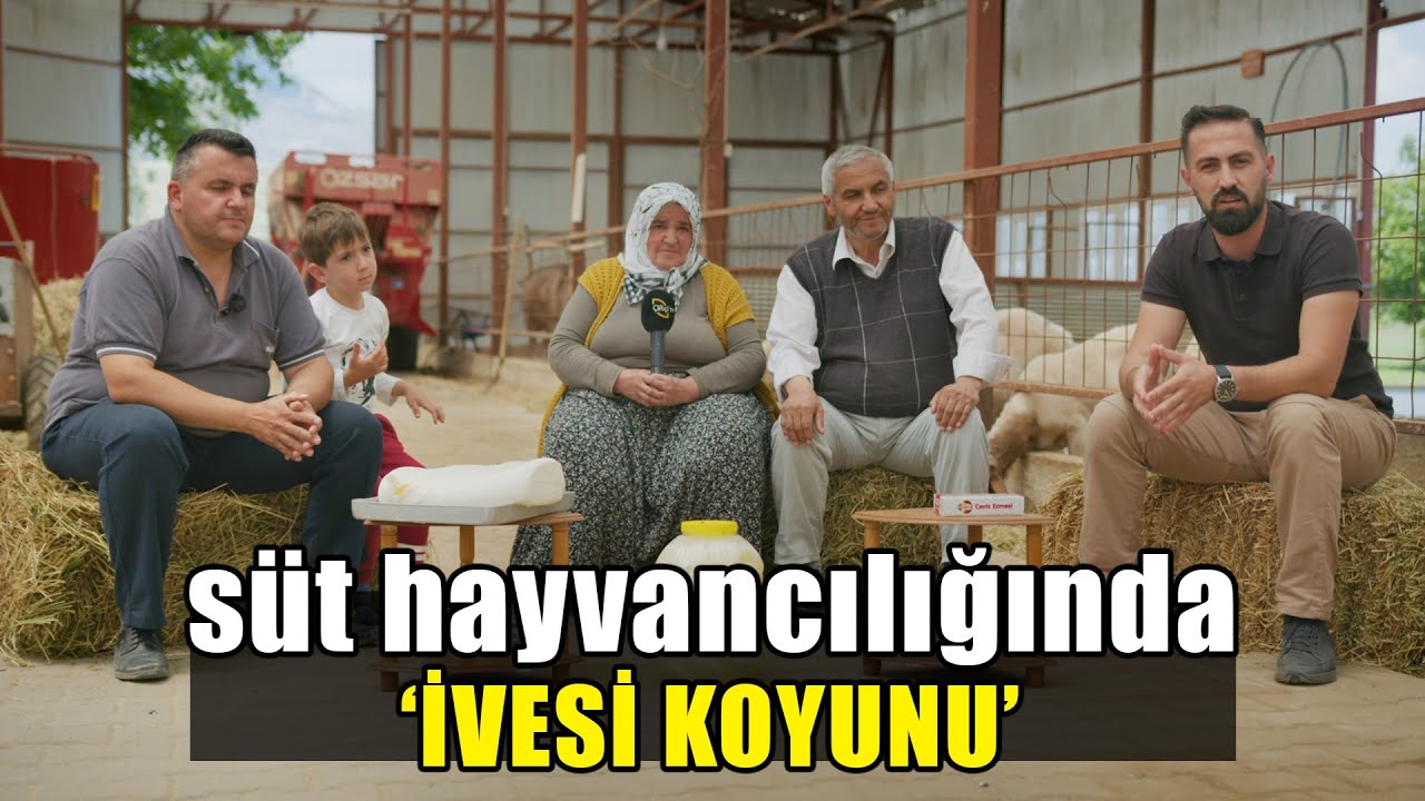 Süt Hayvancılığında ‘İVESİ KOYUNU’
