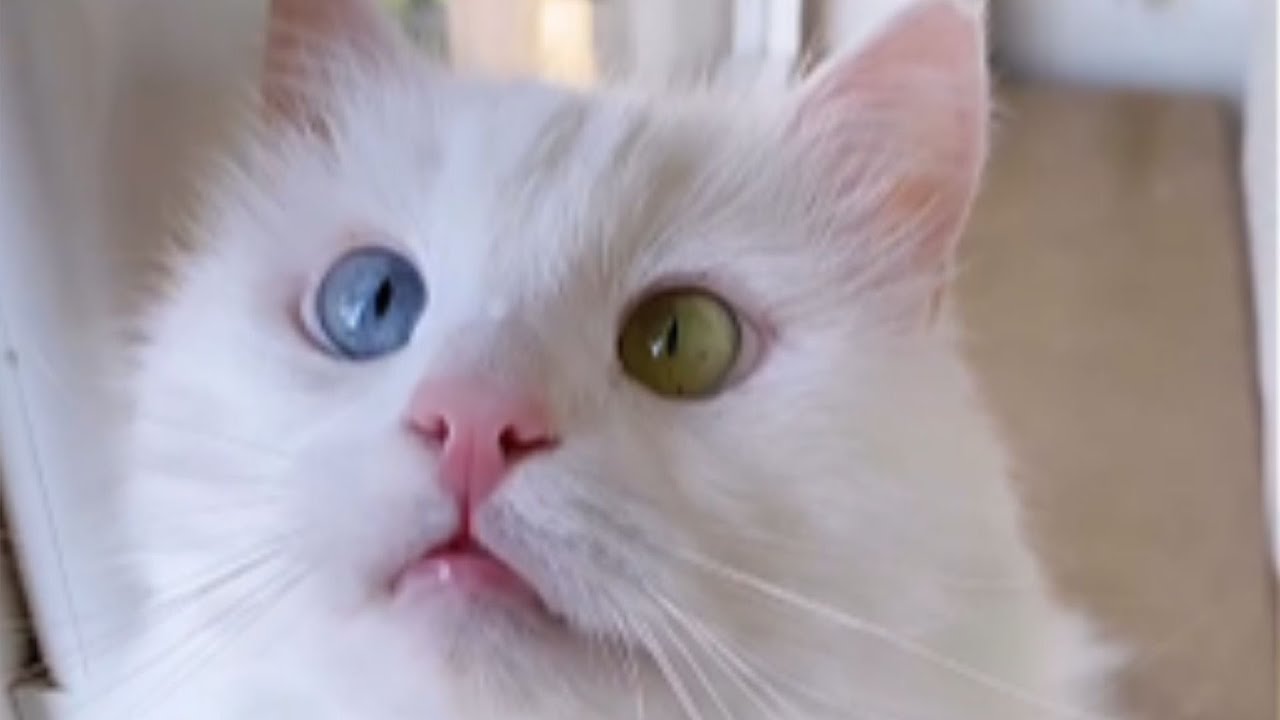 One Blue Eye, One Green Eye – Why This "Unwanted" Cat Waited 3 Weeks for Someone to See Her