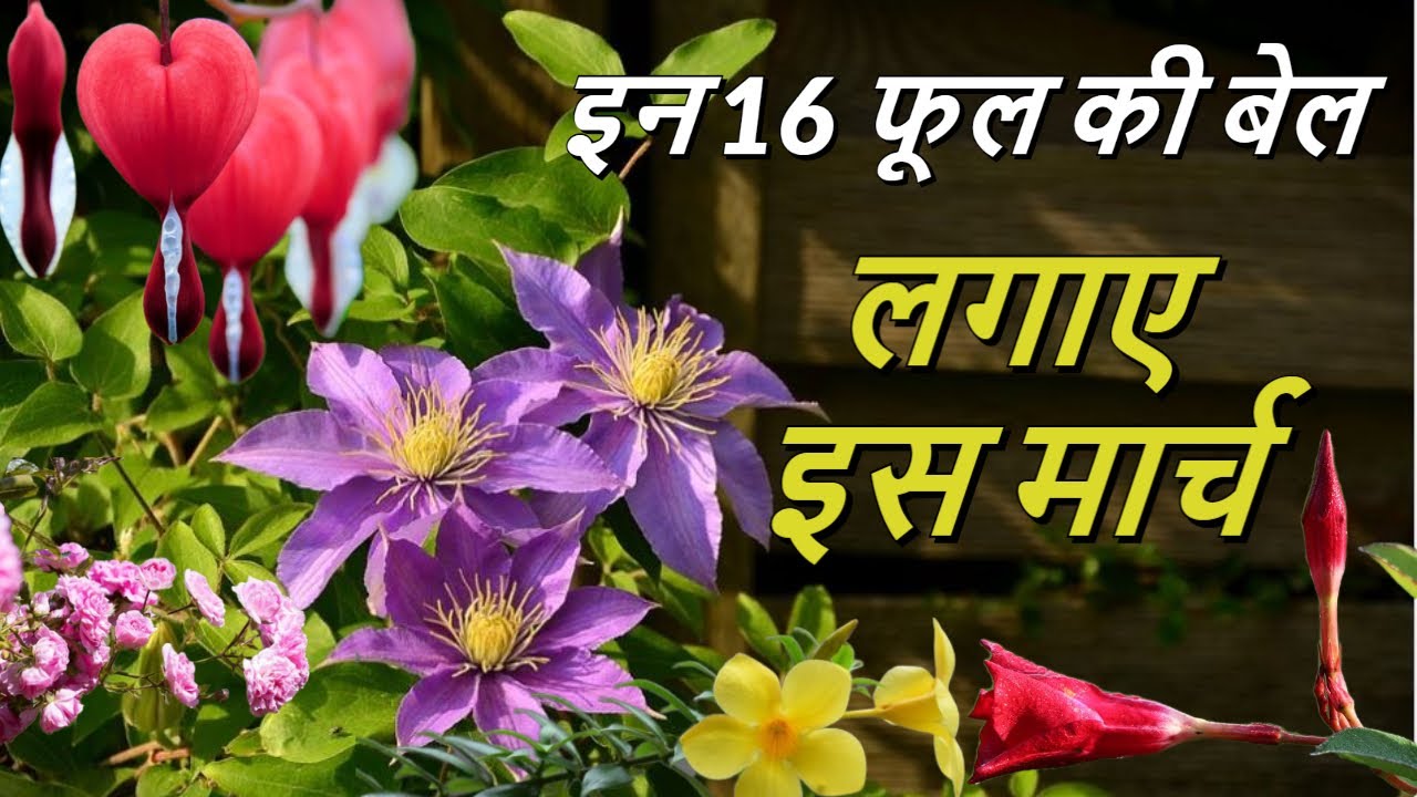 अभी लगाए इन 16 फूल वाली बेलों को !!Grow these. Summer flowers Vines