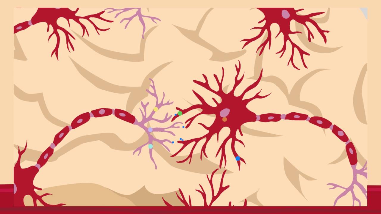 A spine-autonomous BDNF-TrkB signalling loop critical for synaptic plasticity