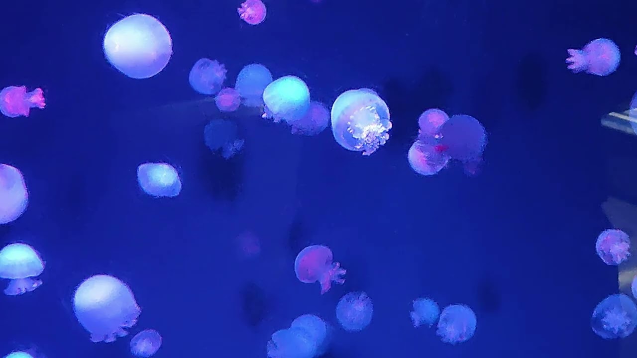 1042ゲノム