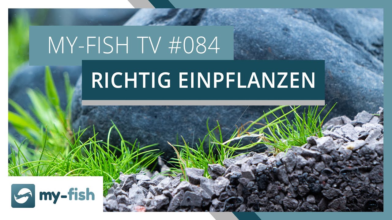 Tipps zum Einpflanzen deiner Aquariumpflanzen | my-fish TV #84